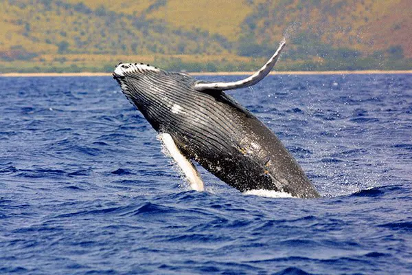 Sail Maui’s Deluxe Sail with the Whales Maalaea