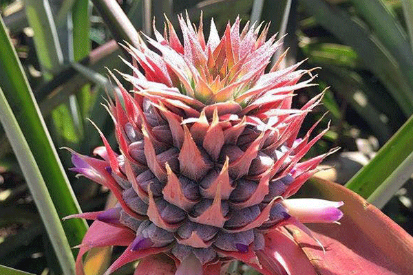 Maui Pineapple Tour: Gold Plantation Farm Tours Fun Family Activity